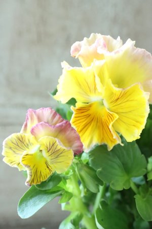 画像2: パンジー〜彩翠華・fuwari〜 No.25