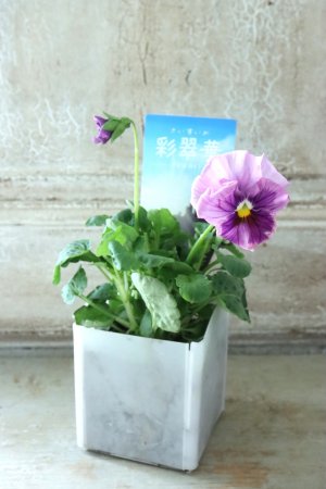 画像4: パンジー〜彩翠華・fuwari〜 No.17