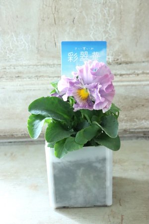 画像4: パンジー〜彩翠華・fuwari〜 No.1