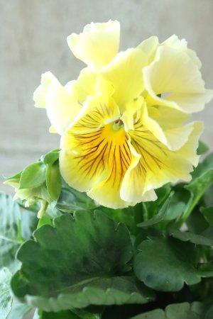 画像3: パンジー〜彩翠華・fuwari〜 No.8