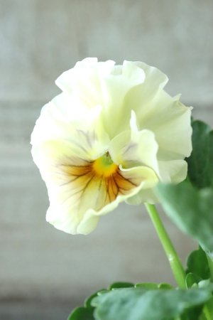 画像3: パンジー〜彩翠華・fuwari〜 No.15