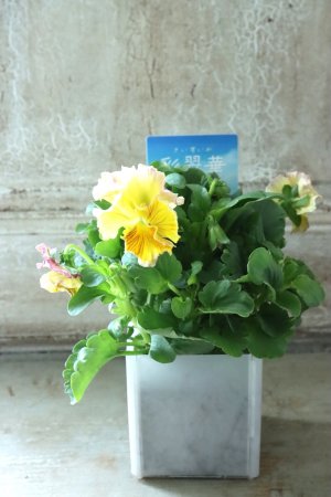 画像4: パンジー〜彩翠華・fuwari〜 No.25