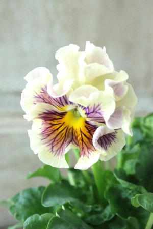 画像1: パンジー〜彩翠華・fuwari〜 No.9