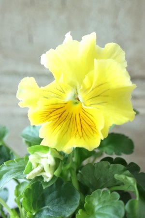 画像1: パンジー〜彩翠華・fuwari〜 No.13