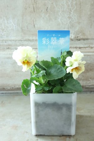 画像5: パンジー〜彩翠華・fuwari〜 No.15