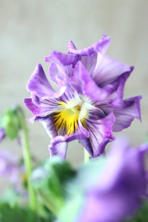 画像1: パンジー〜彩翠華・fuwari〜 No.28