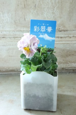 画像4: パンジー〜彩翠華・yuragi〜 No.29