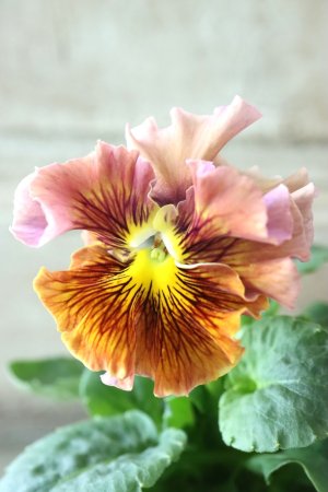 画像2: パンジー〜彩翠華・fuwari〜 No.14