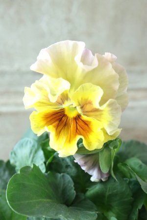 画像1: パンジー〜彩翠華・fuwari〜 No.6