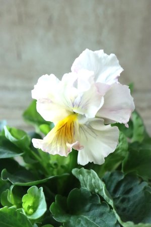 画像3: パンジー〜彩翠華・fuwari〜 No.29