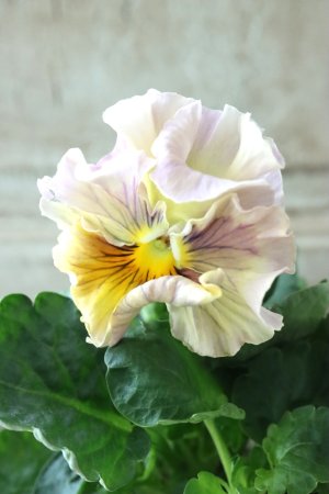 画像3: パンジー〜彩翠華・fuwari〜 No.5