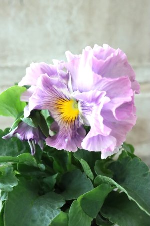 画像2: パンジー〜彩翠華・fuwari〜 No.1