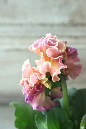 画像4: Robe de Antoinette〜ローブ・ドゥ・アントワネット〜 No.20