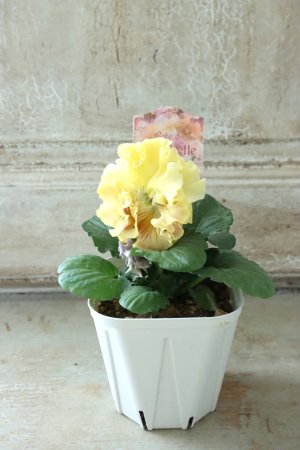 画像5: Robe de Antoinette〜ローブ・ドゥ・アントワネット〜 No.9