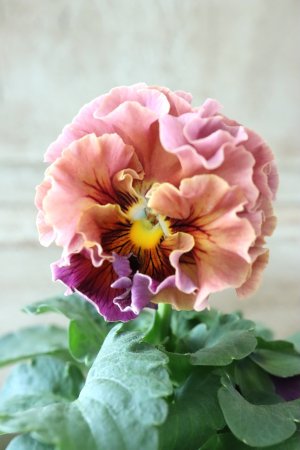 画像1: Robe de Antoinette〜ローブ・ドゥ・アントワネット〜 No.13