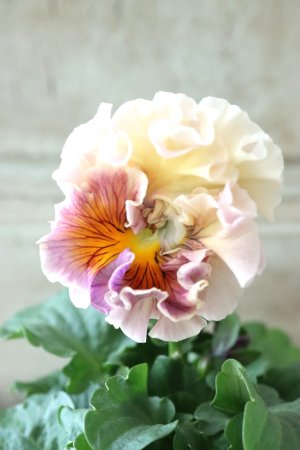 画像2: Robe de Antoinette〜ローブ・ドゥ・アントワネット〜 No.18