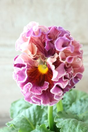 画像1: Robe de Antoinette〜ローブ・ドゥ・アントワネット〜 No.7