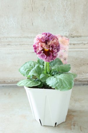 画像5: Robe de Antoinette〜ローブ・ドゥ・アントワネット〜 No.7