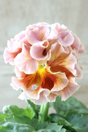 画像1: Robe de Antoinette〜ローブ・ドゥ・アントワネット〜 No.8