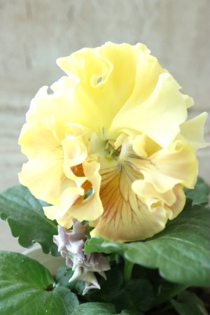 画像3: Robe de Antoinette〜ローブ・ドゥ・アントワネット〜 No.9