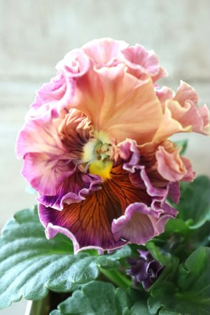 画像1: Robe de Antoinette〜ローブ・ドゥ・アントワネット〜 No.20