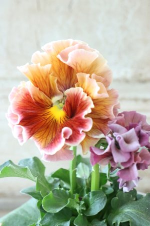 画像3: Robe de Antoinette〜ローブ・ドゥ・アントワネット〜 No.10