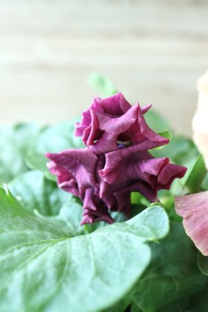 画像5: Robe de Antoinette〜ローブ・ドゥ・アントワネット〜 No.2