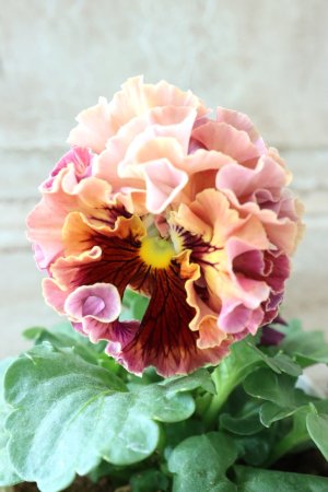 画像1: Robe de Antoinette〜ローブ・ドゥ・アントワネット〜 No.4