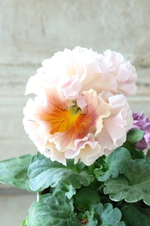 画像3: Robe de Antoinette〜ローブ・ドゥ・アントワネット〜 No.3