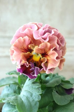 画像3: Robe de Antoinette〜ローブ・ドゥ・アントワネット〜 No.13