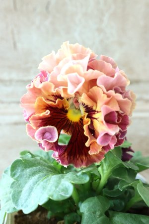 画像3: Robe de Antoinette〜ローブ・ドゥ・アントワネット〜 No.4