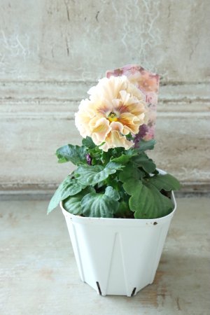 画像5: Robe de Antoinette〜ローブ・ドゥ・アントワネット〜 No.6