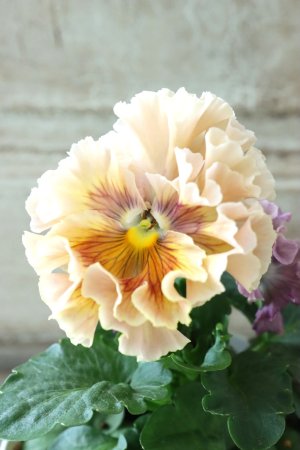 画像1: Robe de Antoinette〜ローブ・ドゥ・アントワネット〜 No.6