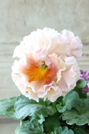 画像1: Robe de Antoinette〜ローブ・ドゥ・アントワネット〜 No.3