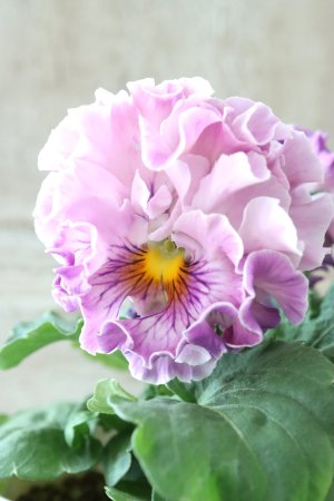 画像1: Robe de Antoinette〜ローブ・ドゥ・アントワネット〜 No.16