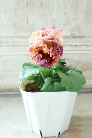 画像6: Robe de Antoinette〜ローブ・ドゥ・アントワネット〜 No.4