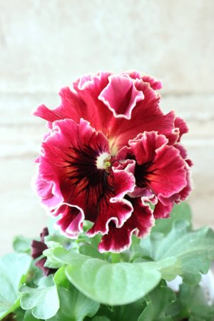 画像2: Robe de Antoinette〜ローブ・ドゥ・アントワネット〜 No.5