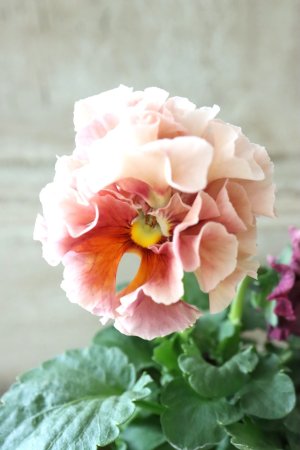 画像3: Robe de Antoinette〜ローブ・ドゥ・アントワネット〜 No.15