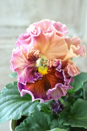 画像2: Robe de Antoinette〜ローブ・ドゥ・アントワネット〜 No.20