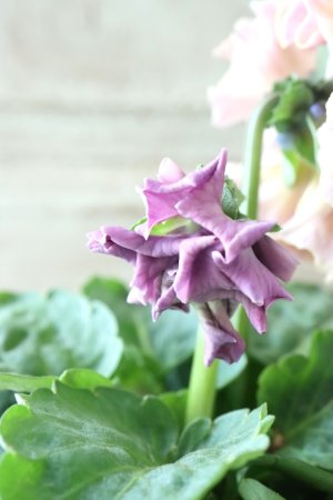 画像5: Robe de Antoinette〜ローブ・ドゥ・アントワネット〜 No.8