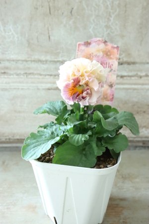 画像5: Robe de Antoinette〜ローブ・ドゥ・アントワネット〜 No.18