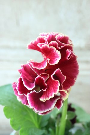 画像4: Robe de Antoinette〜ローブ・ドゥ・アントワネット〜 No.5