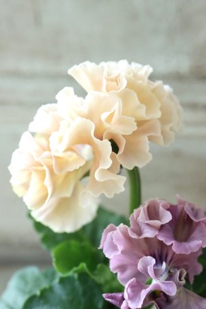 画像4: Robe de Antoinette〜ローブ・ドゥ・アントワネット〜 No.6