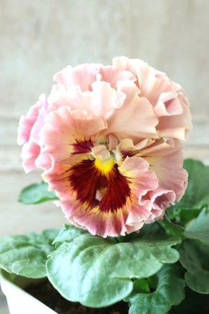 画像3: Robe de Antoinette〜ローブ・ドゥ・アントワネット〜 No.2