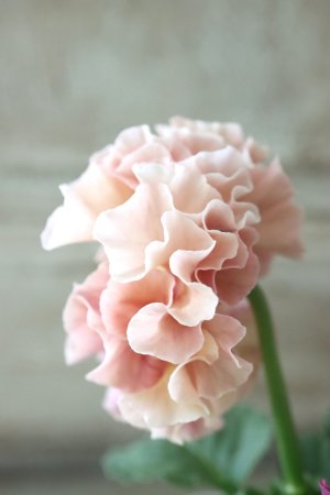 画像4: Robe de Antoinette〜ローブ・ドゥ・アントワネット〜 No.15