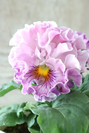 画像2: Robe de Antoinette〜ローブ・ドゥ・アントワネット〜 No.16