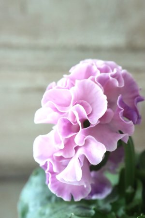 画像4: Robe de Antoinette〜ローブ・ドゥ・アントワネット〜 No.16