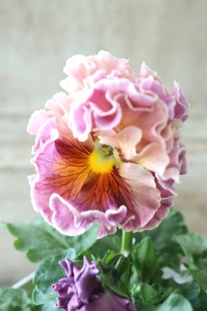 画像2: Robe de Antoinette〜ローブ・ドゥ・アントワネット〜 No.17