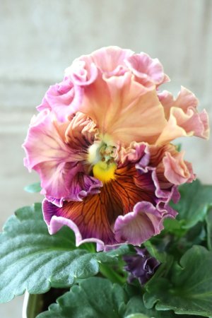 画像3: Robe de Antoinette〜ローブ・ドゥ・アントワネット〜 No.20