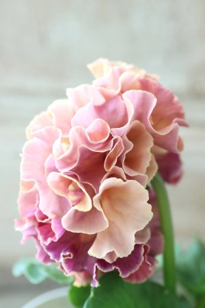 画像4: Robe de Antoinette〜ローブ・ドゥ・アントワネット〜 No.4